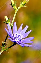 Cichorium intybus. Beautiful meadow flower.