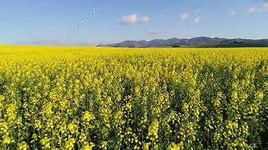Aerial Footage of vegetated fields in South Africa