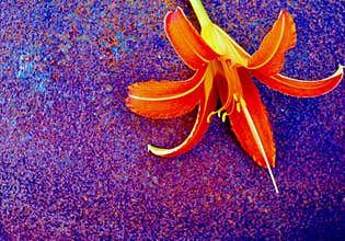 Orange lily, blurry textured surface.