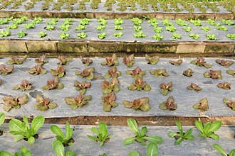 Growing organic vegetable farms