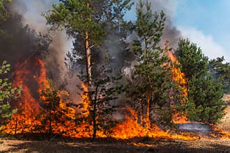 Forest fire. Burned trees after forest fires and lots of smoke.