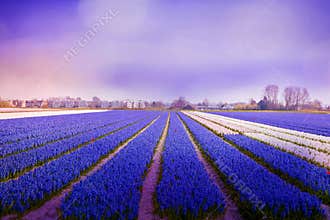 Hyacinth field in morning light, violet atmosphere