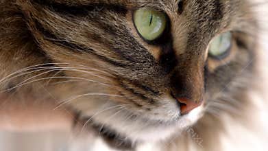 Cute muzzle of a fluffy tabby cat