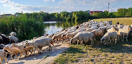 Sheep Herd
