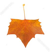 Platanus tree leaf