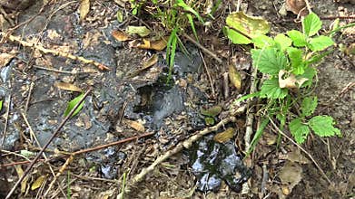 Former dump toxic waste, asphalt tar refined synthetic and detail, effects nature green from contaminated soil and water