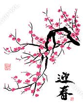 Cherry Blossom in the Spring
