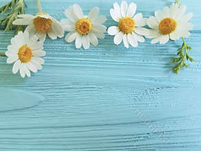 Chamomile flower border on a blue background season bouquet