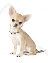 Nice chihuahua puppy with necklace portrait