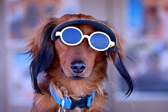 Sunglasses Puppy Dog