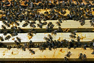 Teamwork in the honey production inside hive box