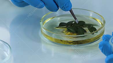 Cosmetology expert placing plant into petri dish with oil, making extract