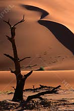 Tree and dune, Sossusvlei, Namibia