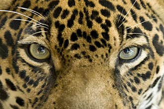 Close up eyes jaguar big cat, costa rica