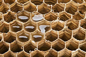 Honeycomb