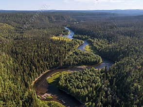 Aerial view of vast boreal aka taiga forest