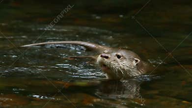 Playful River Otter