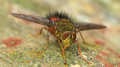 Fly Feeding