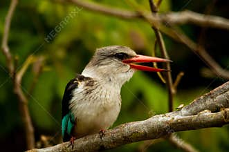 Kingfisher