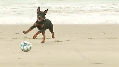 Rottweiler On The Beach
