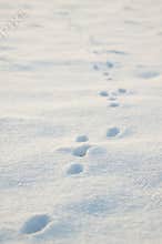 Animal tracks in snow