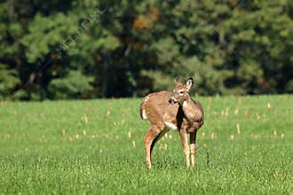 Yearling Whitetail Fawn