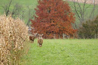 Autumn Whitetails