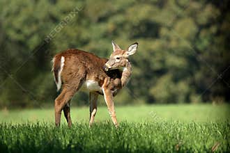 Yearling Whitetail Fawn