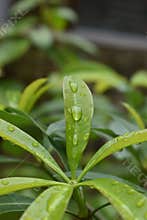 Hexagon water Rain drop in the Green Leaves bud area