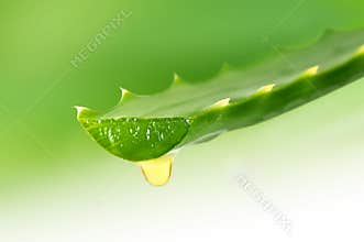 Aloe