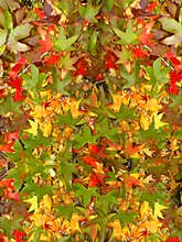 Autumn leaves
