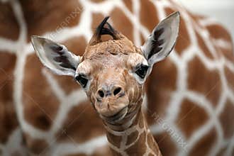 Baby giraffe