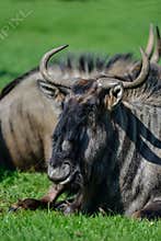 Portrait of Common Wildebeest Connochaetes Alcelaphine Bovidae l