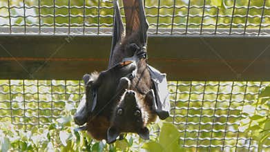 Fruit bat with the baby pressed to its body hanging upside down and looking at camera in zoo.