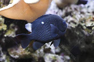 Three spot damselfish