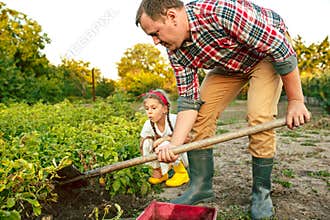 Farming, gardening, agriculture and people concept - young man planting potatoes at garden or farm