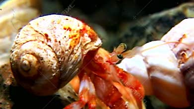 Cancer hermit underwater in search of food on seabed of White Sea Russia.