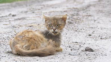 Homeless gray dirty cat, hungry shabby and sick, sits on a rural road on the village street