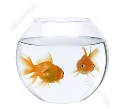 Goldfish in fish bowl, against white background