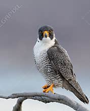 Peregrine Falcon Portrait