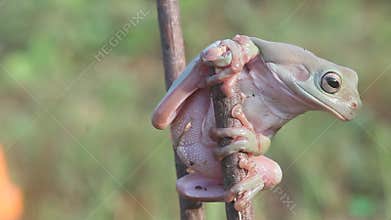 Frog, frogs, tree frogs, close up, amphibians