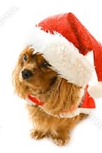 Cute sitting dog in Santa dress