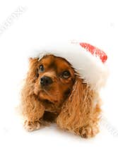 Cute dog in Santa hat