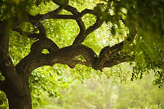 Old beautiful tree