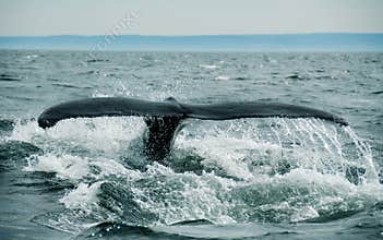 Whale Tail