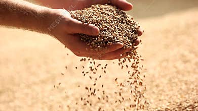 Human hands with wheat.