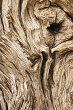 Extremely weathred dried out tree trunk