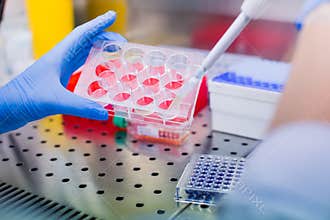 Laboratory work with tissue cultures