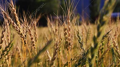 Gentle breeze in a wheat field