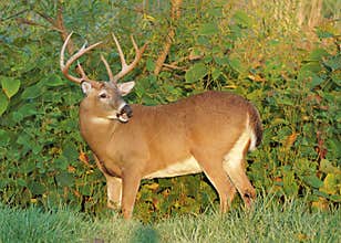 Whitetail Deer Buck